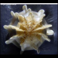 Gyroscala lamellosa 3.jpg